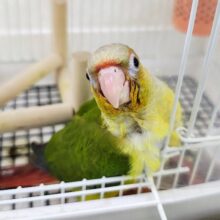 最新画像更新♥️うぶうぶ✨わたわた✨ウロコインコのヒナ(パイナップル)入荷しました♥️