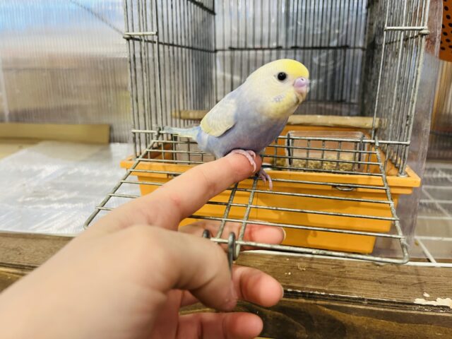 セキセイインコ