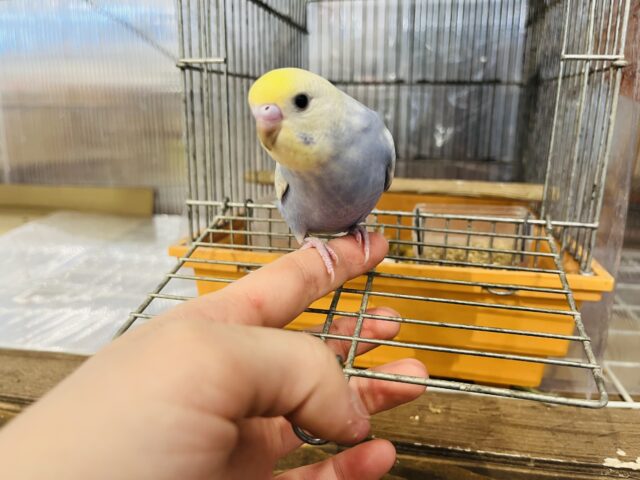 セキセイインコ