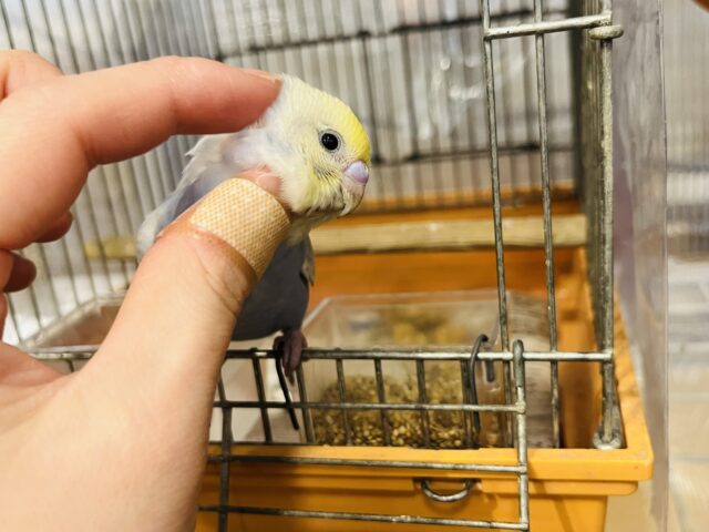 セキセイインコ