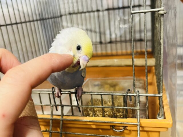 セキセイインコ