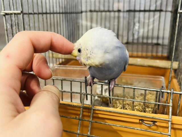 セキセイインコ