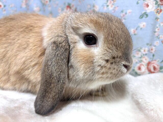 ホーランドロップイヤーラビット 男の子 🐰🏷‪‪‪‪🤎