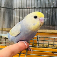 極甘💗メロメロ注意報発令です🫠⚠️セキセイインコ(パステルレインボー)