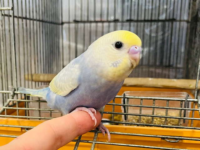 極甘💗メロメロ注意報発令です🫠⚠️セキセイインコ(パステルレインボー)