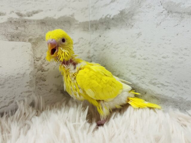 セキセイインコ