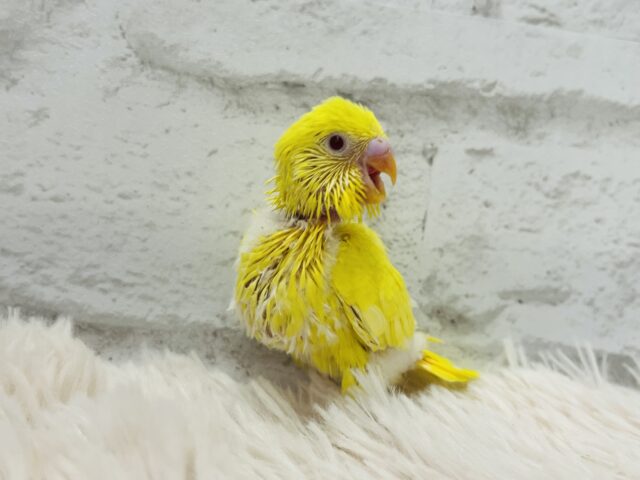 セキセイインコ