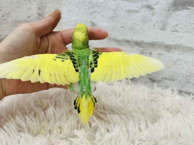 セキセイインコ