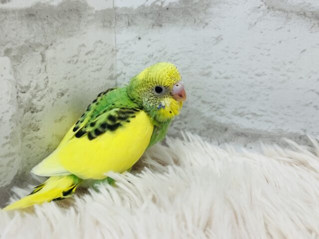 セキセイインコ