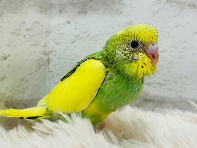 【最新画像更新🪄】背中に隠れたハートを探せっ🔎セキセイインコ(パイド) ヒナ