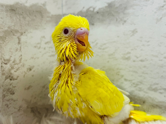 【最新画像更新🪄】ピッカピカのビタミンイエロー💛セキセイインコ(ルチノー) ヒナ