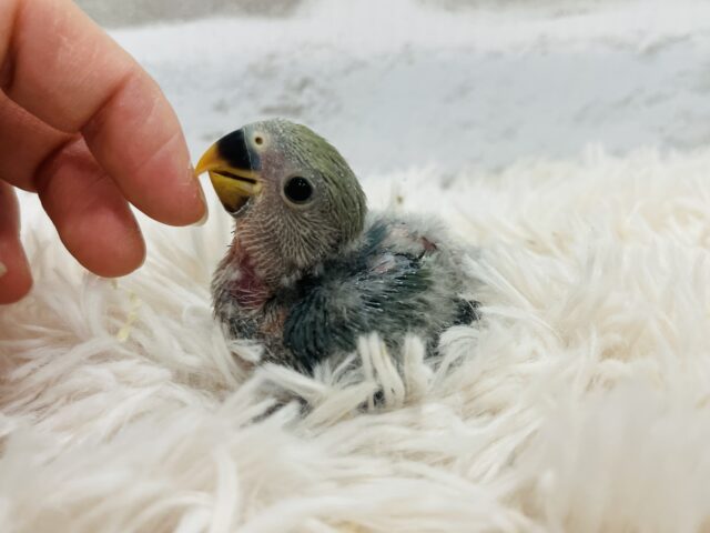 コザクラインコ（小桜インコ）