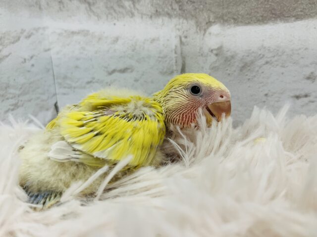 コザクラインコ（小桜インコ）