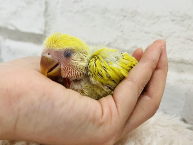 コザクラインコ（小桜インコ）