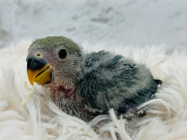 今だけの可愛すぎるヨチヨチ歩き🐾コザクラインコ(ブルーチェリー) ヒナ