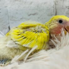 体ぺったり♡オンリーワンカラー♡コザクラインコ(シナモン) ヒナ