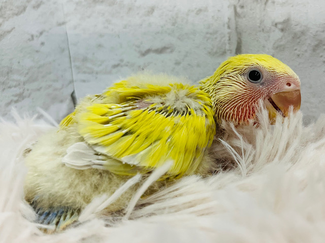 体ぺったり♡オンリーワンカラー♡コザクラインコ(シナモン) ヒナ