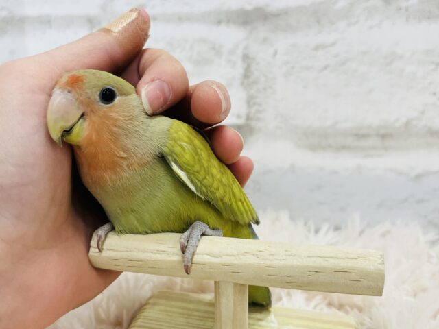 コザクラインコ（小桜インコ）