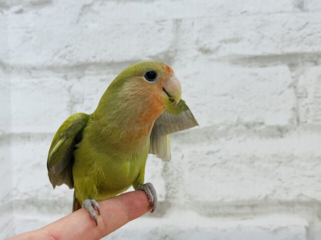 コザクラインコ（小桜インコ）