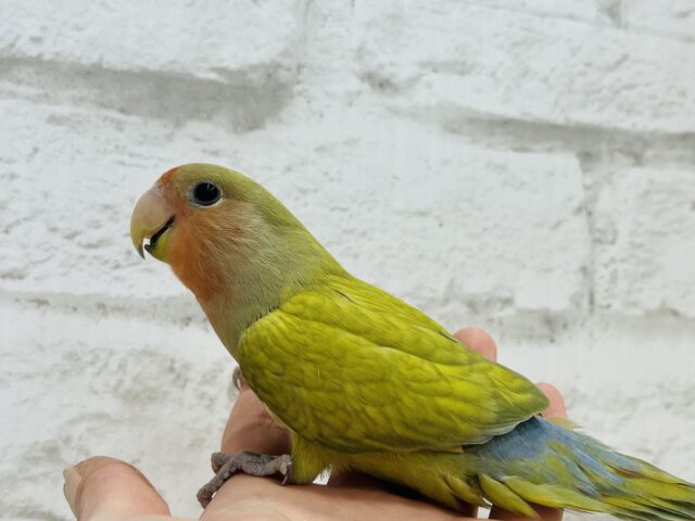 コザクラインコ（小桜インコ）