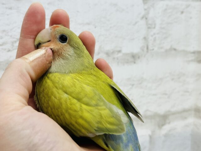 コザクラインコ（小桜インコ）