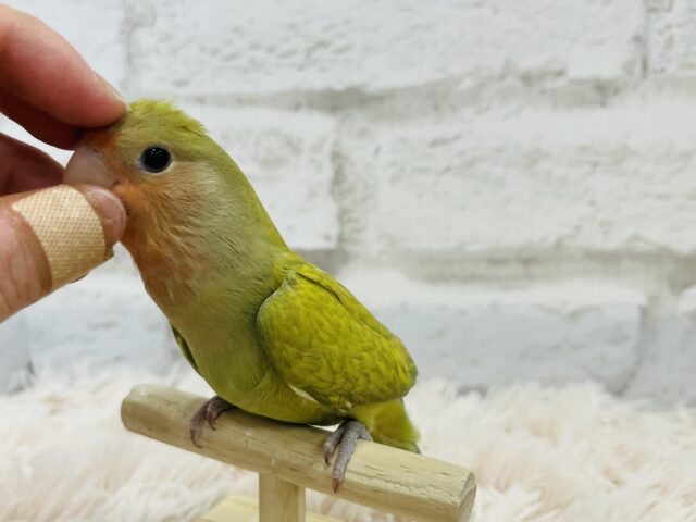 コザクラインコ（小桜インコ）