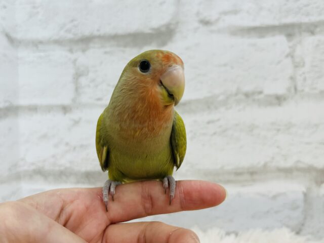 コザクラインコ（小桜インコ）