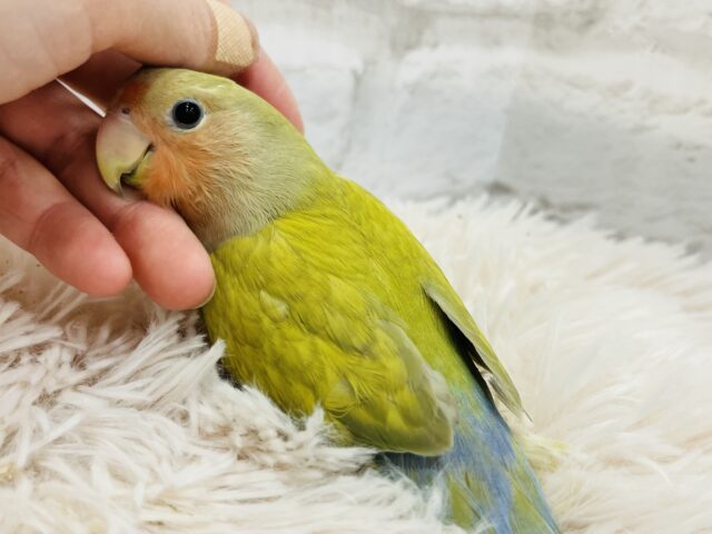 コザクラインコ（小桜インコ）