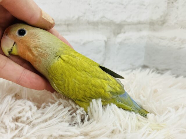 コザクラインコ（小桜インコ）