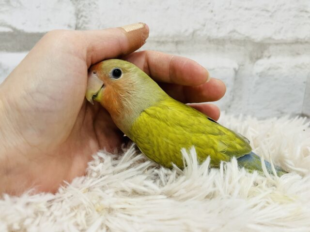 コザクラインコ（小桜インコ）