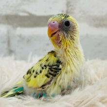 2度見しちゃうオシャカラー🐣💛セキセイインコ(クリームハルクイン) ヒナ