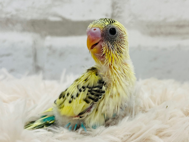 2度見しちゃうオシャカラー🐣💛セキセイインコ(クリームハルクイン) ヒナ