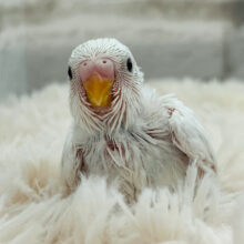 真っ白ペンギンが舞い降りた(｡･ө･｡)❄︎.*セキセイインコ(ダブルファクター) ヒナ