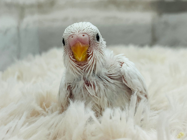 真っ白ペンギンが舞い降りた(｡･ө･｡)❄︎.*セキセイインコ(ダブルファクター) ヒナ