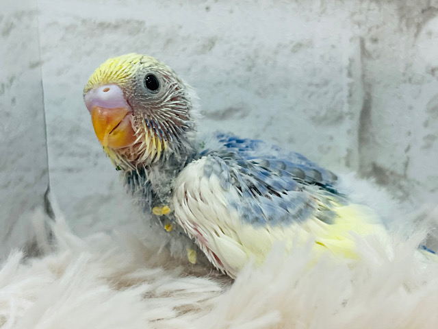 おべんとつけて、ど〜こ行くのっっ？‪☆セキセイインコ(パステルレインボーパイド) ヒナ