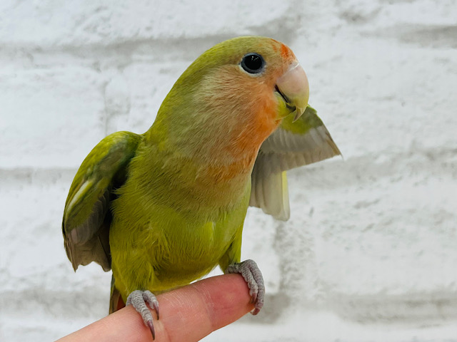 コザ鳴きなら任せてよ！♬*°コザクラインコ(シナモン)