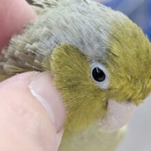 🌟最新画像🌟動画あり⭐️ とってもマメかわ～🫒 マメルリハインコ(オリーブ)