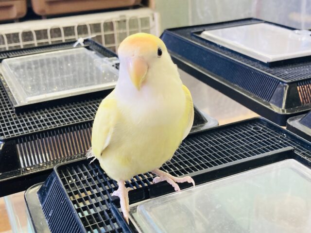 コザクラインコ（小桜インコ）