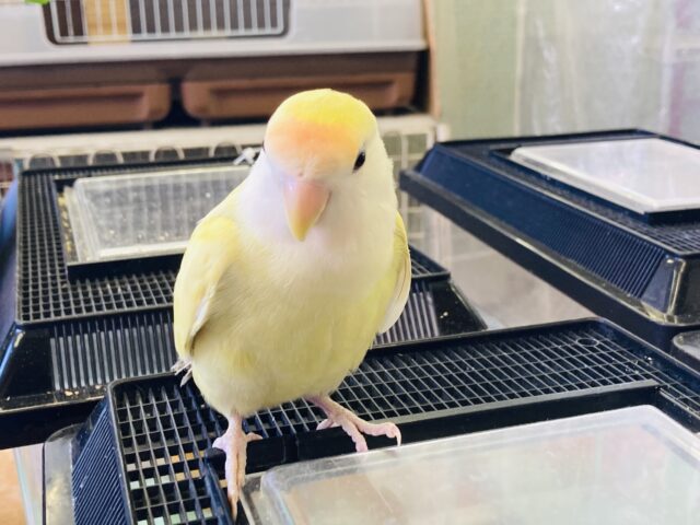 コザクラインコ（小桜インコ）