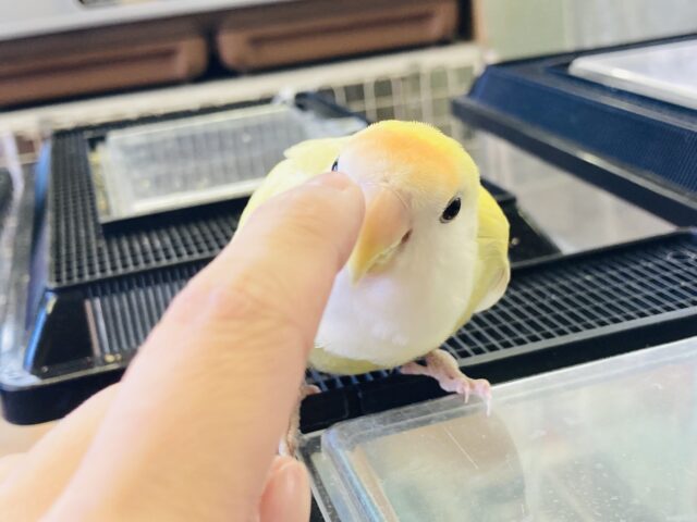 コザクラインコ（小桜インコ）