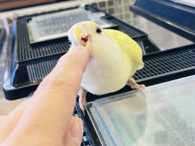 コザクラインコ（小桜インコ）