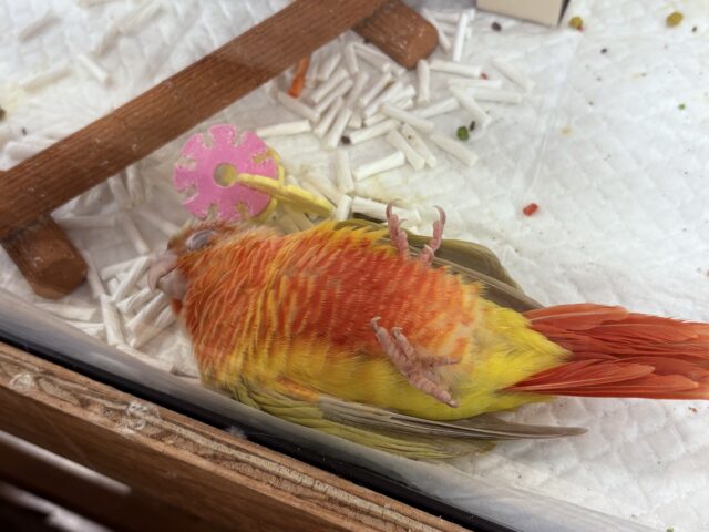 ホオミドリウロコインコ