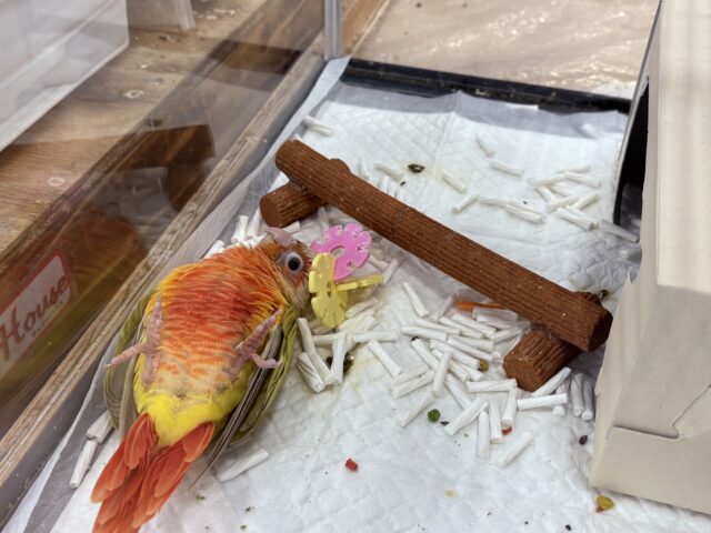 ホオミドリウロコインコ