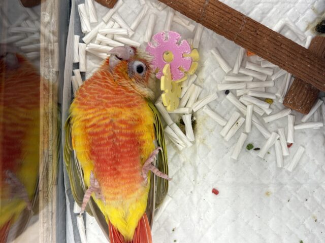 ホオミドリウロコインコ