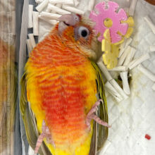 【動画更新🪄】うぶうぶ🐣わた毛ちゃん💭ウロコインコ(サンチーク) ヒナ