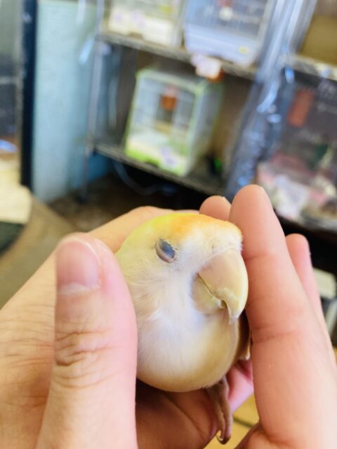 コザクラインコ（小桜インコ）