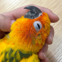 【最新画像更新🪄】甘々♡甘え方が可愛い子♡コガネメキシコインコ ヒナ