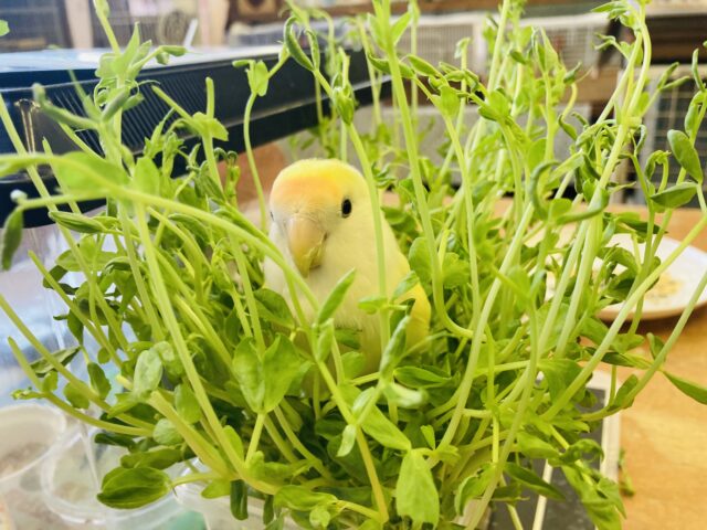 和やかでお花のような🌼かわいいシナモンカラーのコザクラインコさん💛🧡