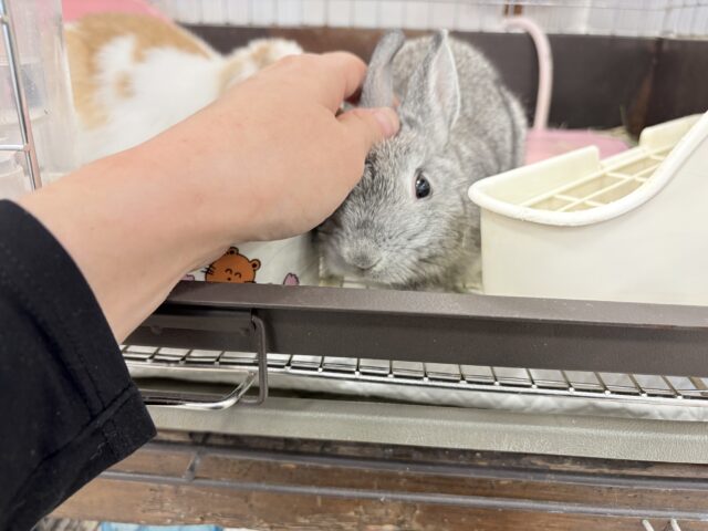 ネザーランドドワーフ