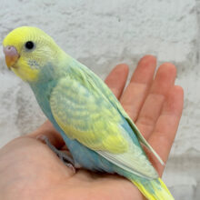 【最新画像更新🪄】フルーツみたいなフレッシュ感🍈✨セキセイインコ(パステルカラーレインボースパングル) ヒナ